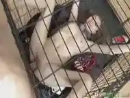 Submissive caged teen''s pussy is gaped after master pounds it