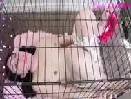 Bound And Gagged Hitachi Orgasms In Cage! Petite Submissive Girl Cums Hard