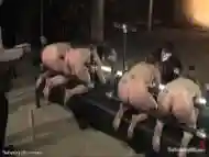 Slaves Bound In Device Butts Whipped