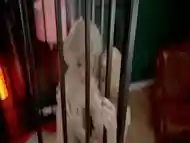 Caged Lesbian Fisting