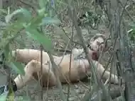 Tied up chick Bailey Blue gets her pussy fucked and jizzed in the forest