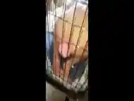 Caged shemale takes a huge dick in her tight ass