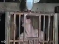 Pony In Cage