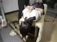 Chinese Bondage