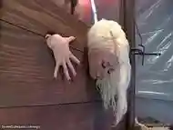 Blonde in wall stock ass fucked