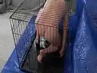 Male slave in dog cage ordered to self-punish, piss himself, and masturbate